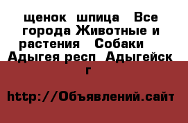 щенок  шпица - Все города Животные и растения » Собаки   . Адыгея респ.,Адыгейск г.